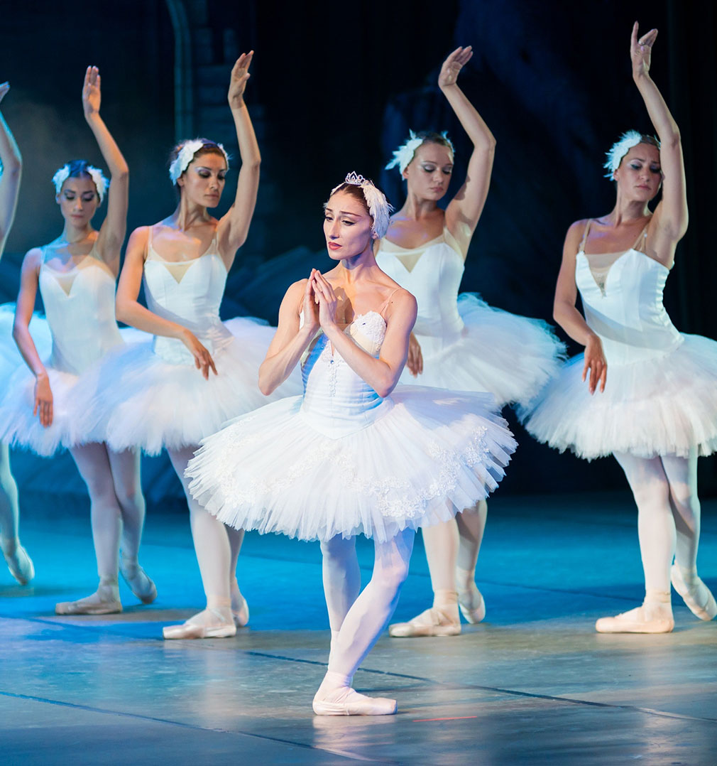 Pet Cat Food For Adults